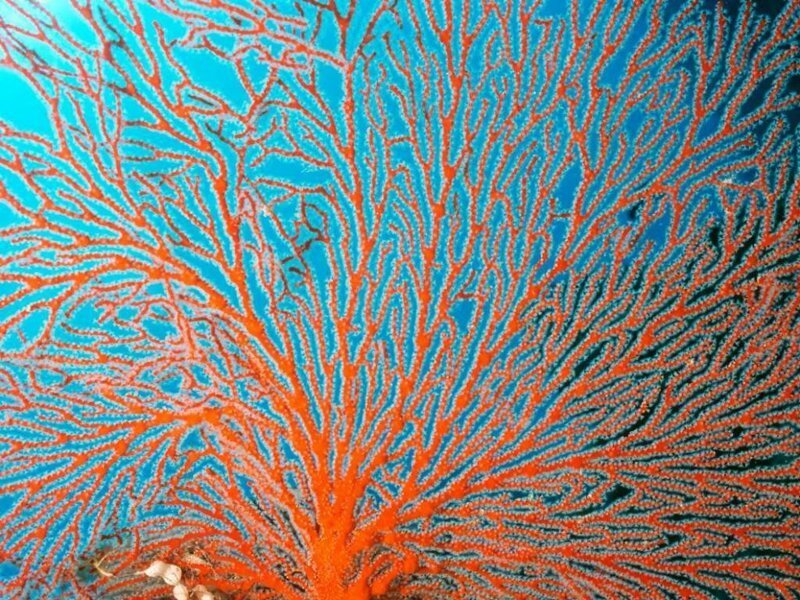 Красоты Большого Барьерного рифа