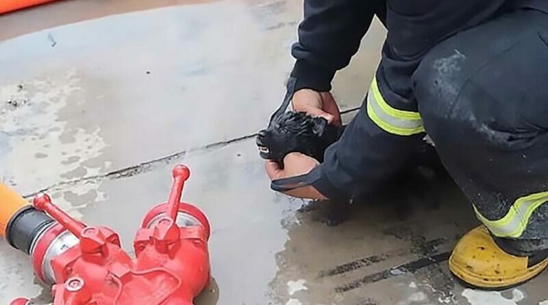 В Китае добросердечные пожарные спасли 5 щенков, оказав им первую помощь