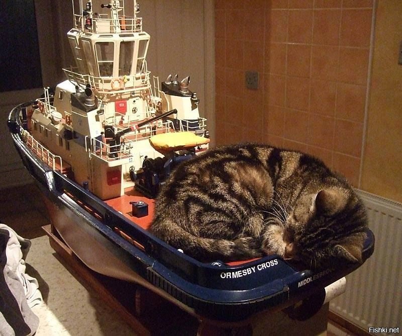 Корабельный кот. Корабельные коты. Котзилла пиво. Картина Корабельный кот. Котзилла кот НЛО.