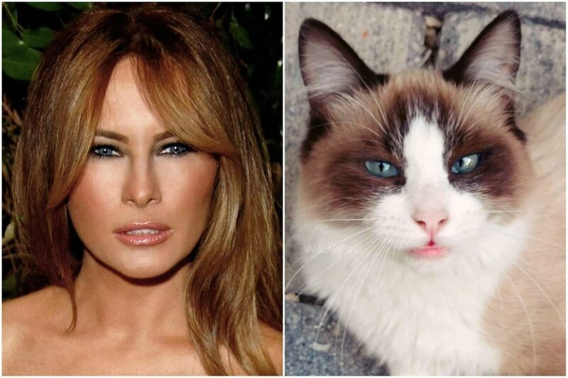 9. «Моя сестра сказала, что её кошка выглядит как Мелания Трамп»