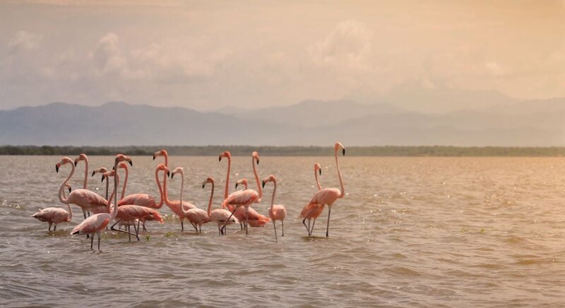  15. Святилище фламинго. Колумбия