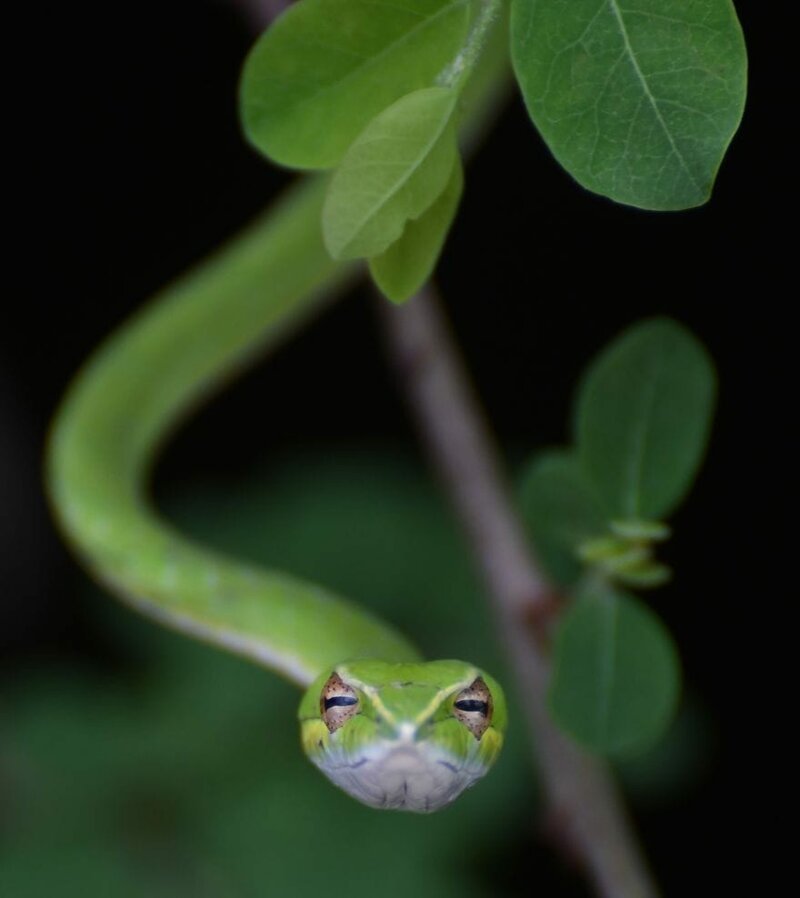  8. Гипнотизирующий взгляд зеленой змеи. Индия