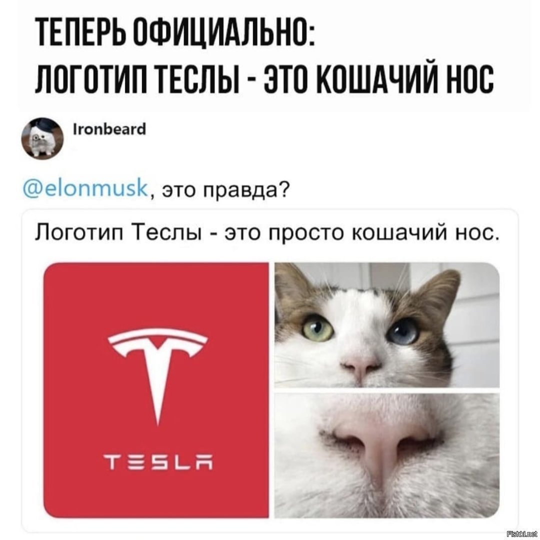 Tesla нос кота