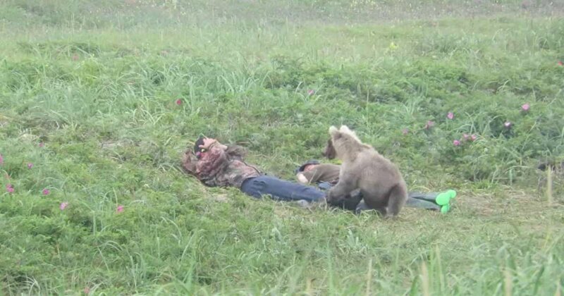 В Петропавловске-Камчатском медвежонок разбудил рыбаков 