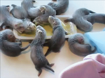 Подборка оригинальных гифок. Вторая половина