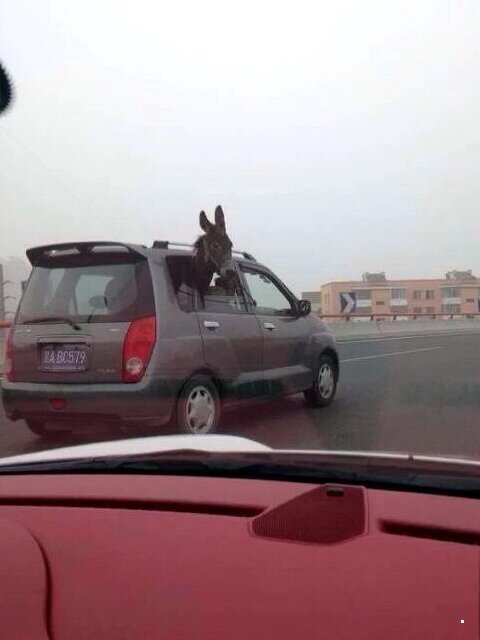 Перевозчики