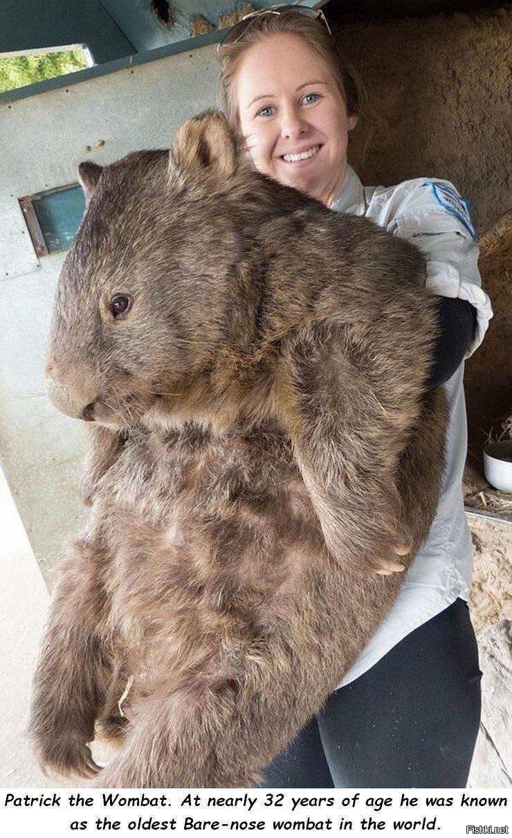 Самый жирный хомяк в мире