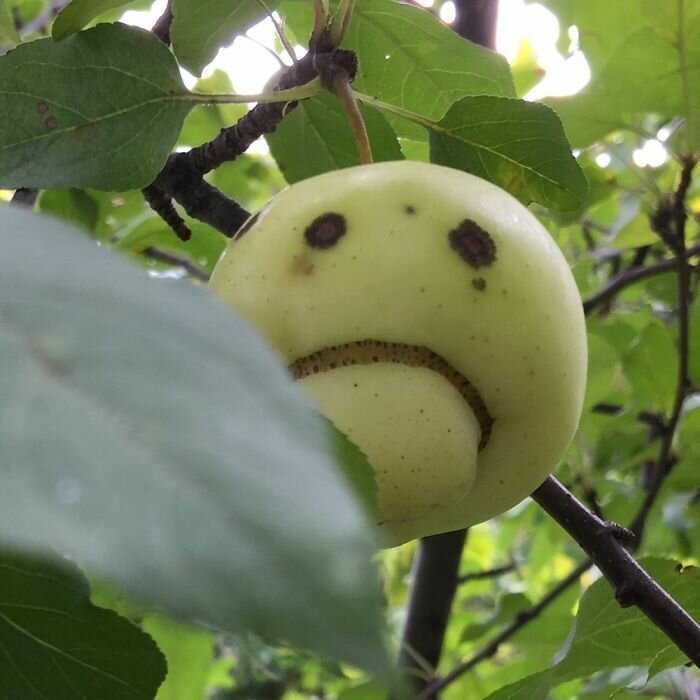 12. Повидал плод за свою жизнь разное, похоже