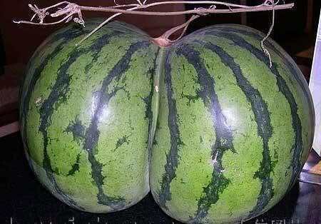 14. Тут даже озвучивать не надо, на что похож арбуз