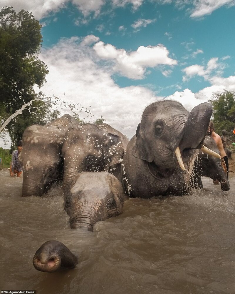 2. Стадо купающихся слонов, Индонезия