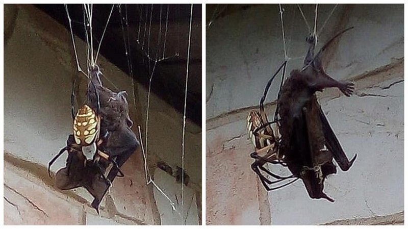 Гигантский паук поймал в свои сети летучую мышь