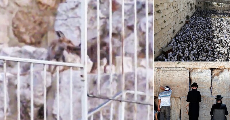 Очевидцы засняли лисиц, играющих на Храмовой горе в Иерусалиме