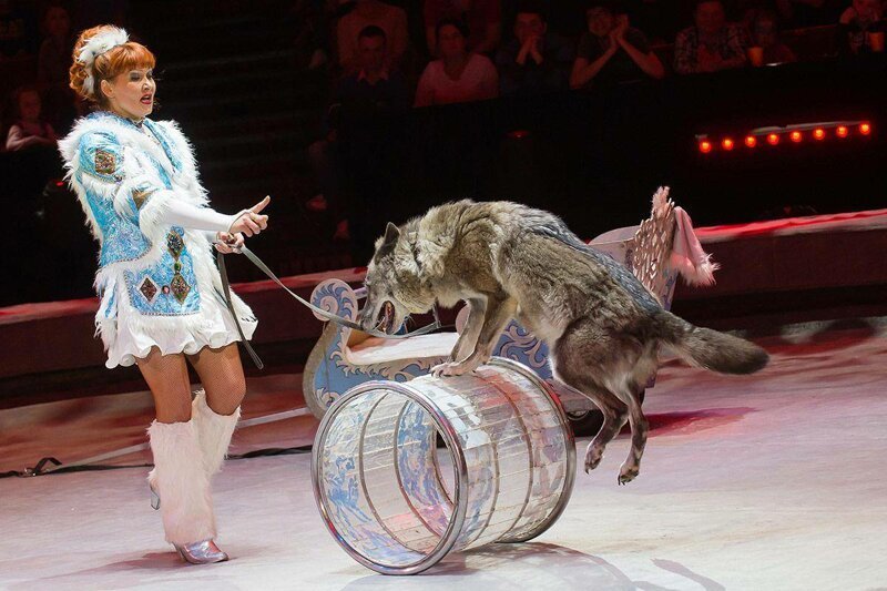 Почему волки не выступают в цирке?