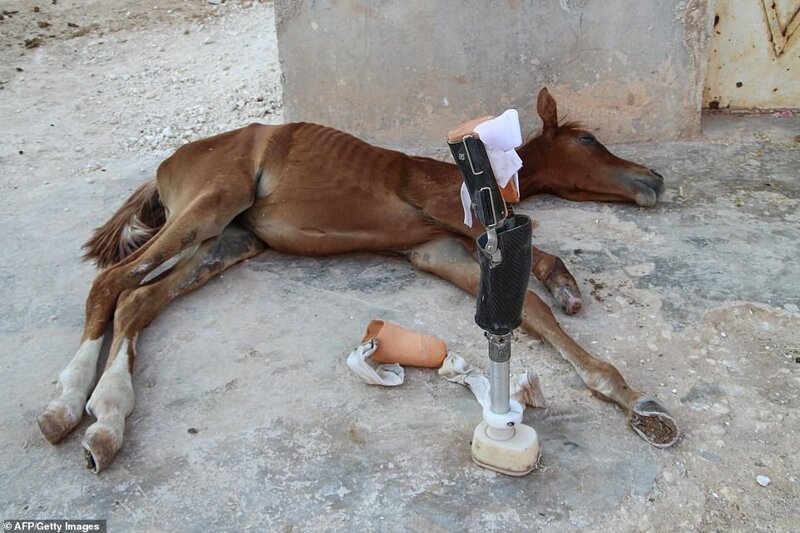 Жеребенку, потерявшему ногу во время взрыва в Сирии, установили протез