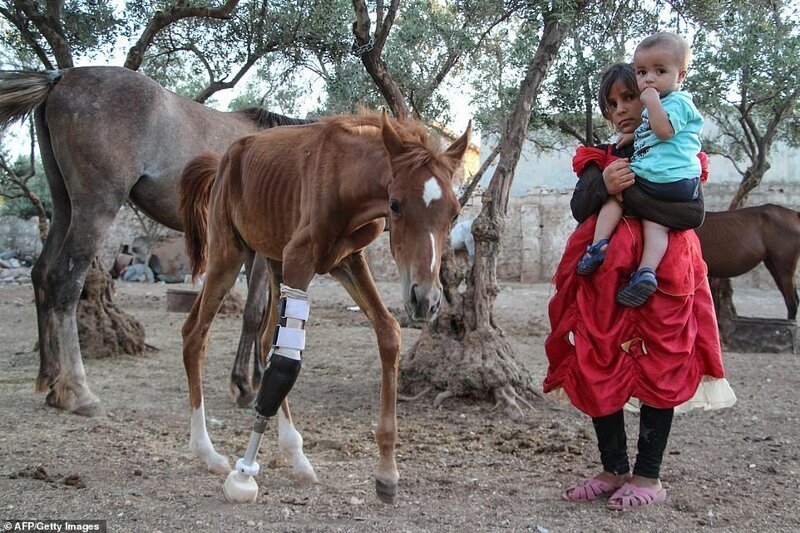 Жеребенку, потерявшему ногу во время взрыва в Сирии, установили протез