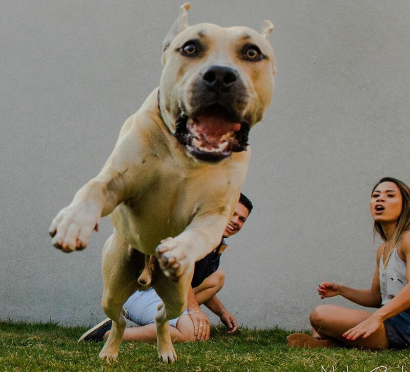 «Он спокойный и будет вести себя хорошо»: Пара взяла пса на предсвадебную фотосессию и не прогадала