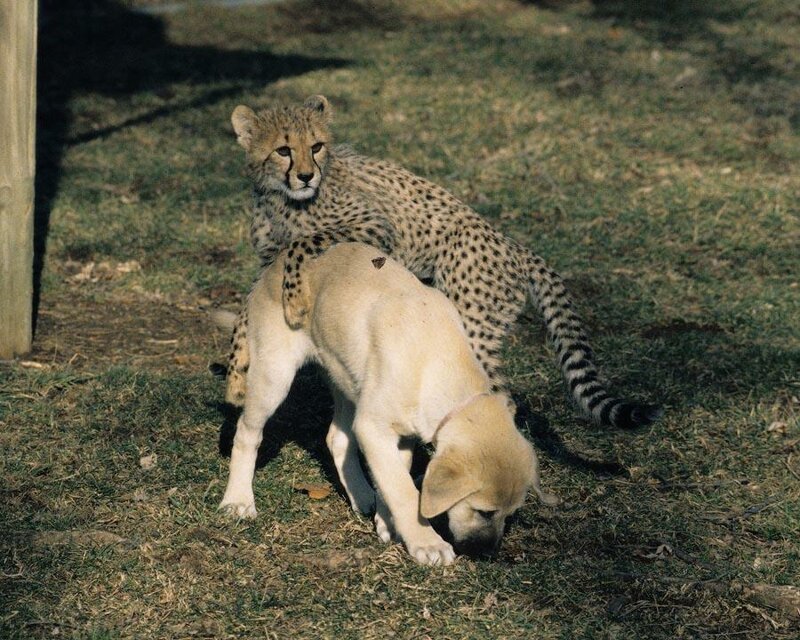 6. Скорость очень важна для выживания, так как гепард не приспособлен к борьбе с более крупными хищниками. 