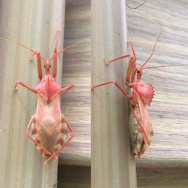 14. Необычные жуки-убийцы (хищнецы) розового цвета
