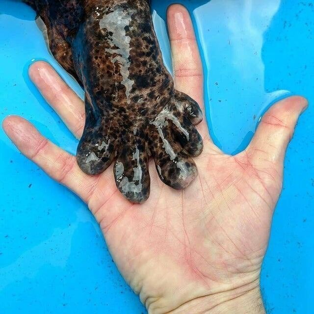 2. Лапа японской гигантской саламандры
