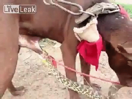 Подборка оригинальных гифок. Первая половина