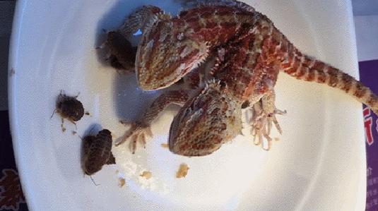 Подборка оригинальных гифок. Первая половина