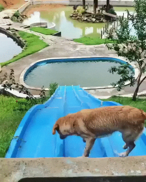 Собачьи будни