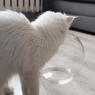 Наглядное доказательство того, что коты-это жидкость