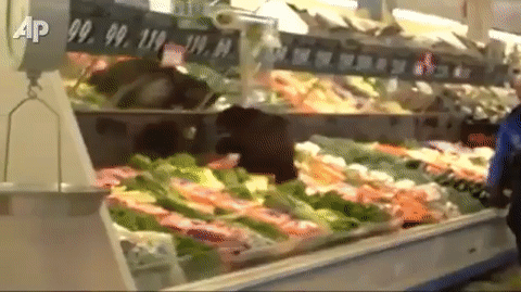 Медвежонок забежал за продуктами