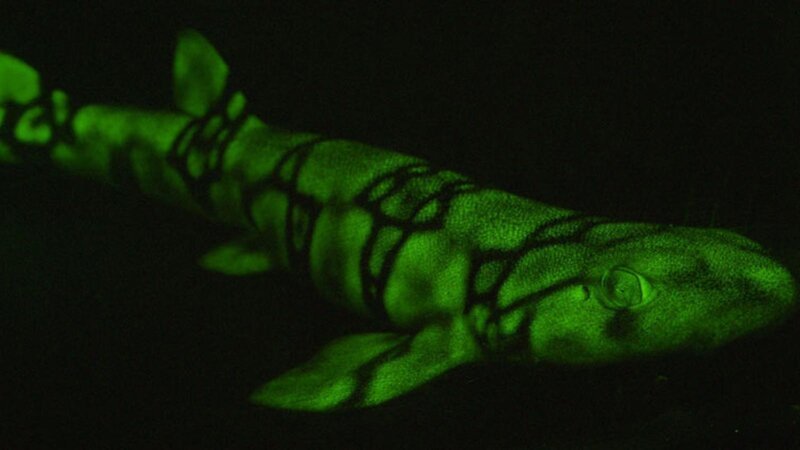 В ходе нового исследования ученые смогли определить молекулы, которые поглощают свет и делают акул флуоресцентными