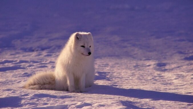 Полярная лисица поразила ученых, пробежав 3,5 тыс. км от Шпицбергена до Канады