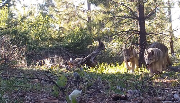 Зоологи пытались вернуть в Калифорнию волков с 1995 года