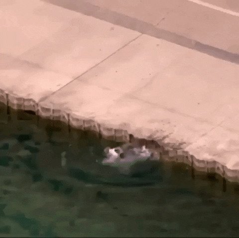 Полицейский спас собаку, не дав ей утонуть