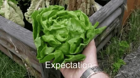 Когда пытался вырастить салат