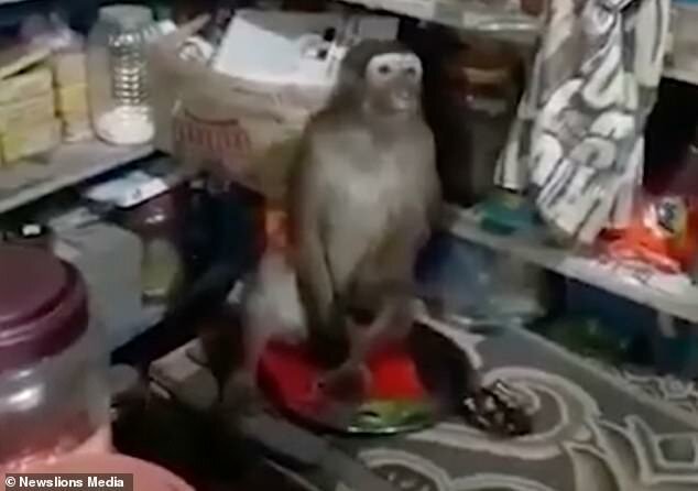 Видео: обезьяна передразнивает женщину, закутавшись в ее шаль