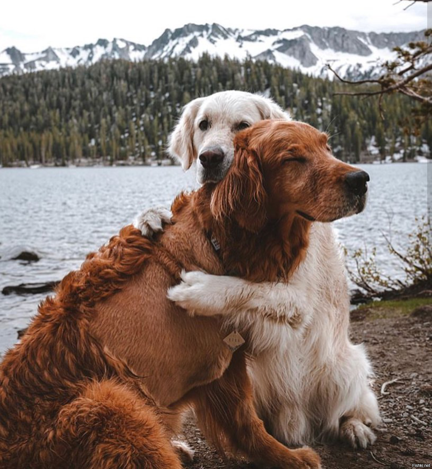 Собаки любовь. Две собаки. Собаки вместе. Две собаки вместе.