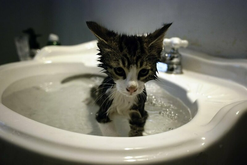 Домашние страхи кошек перед водной стихией