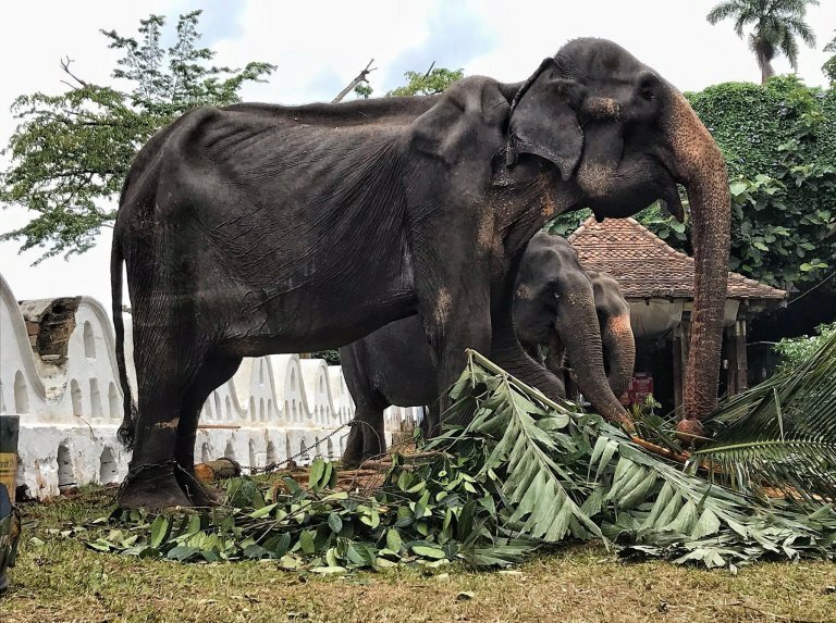 "Как мы можем просить благословения, если мы заставляем животных страдать? Любовь, забота, добро и сострадание - это путь Будды. Самое время начать ему следовать," - пишут защитники слонов