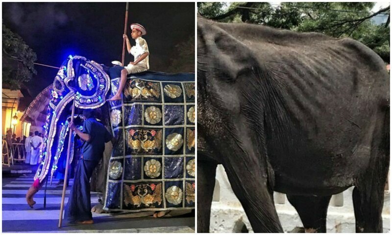 На это больно смотреть: печальная изнанка ярких фестивалей со слонами