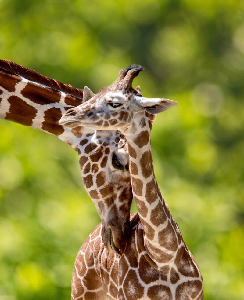 5. Первый день для этого маленького жирафа в зоопарке Сан-Луиса