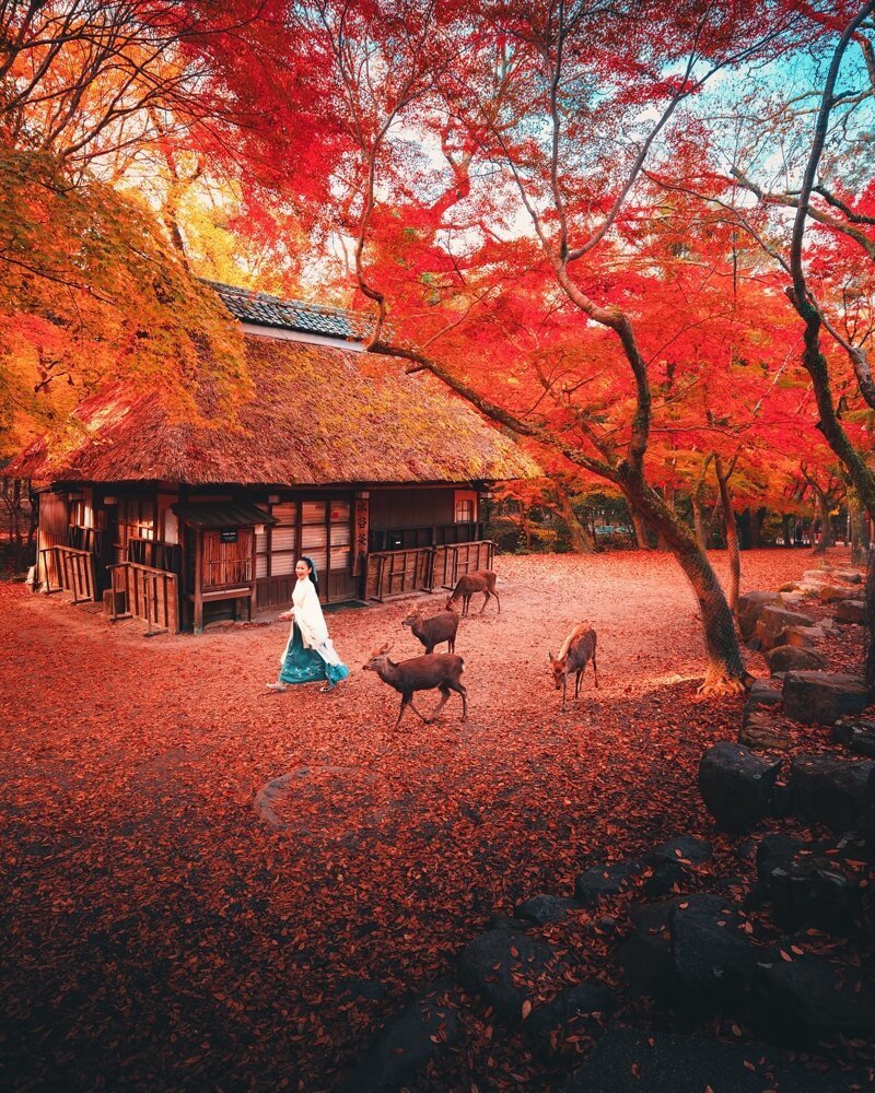 Киото и Нара в осенних красках