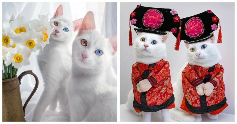 Знакомьтесь, кошки-близнецы из Санкт-Петербурга Айрис и Абис