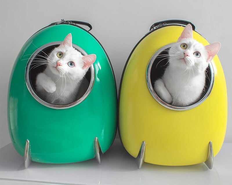 Знакомьтесь, кошки-близнецы из Санкт-Петербурга Айрис и Абис