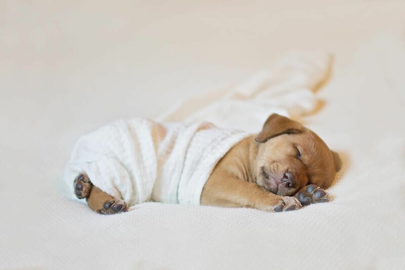 Фотосессия новорожденного щенка, которая расплавит ваш мимиметр