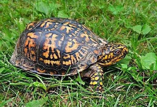 5. Некоторые черепахи умеют дышать только через анальное отверстие