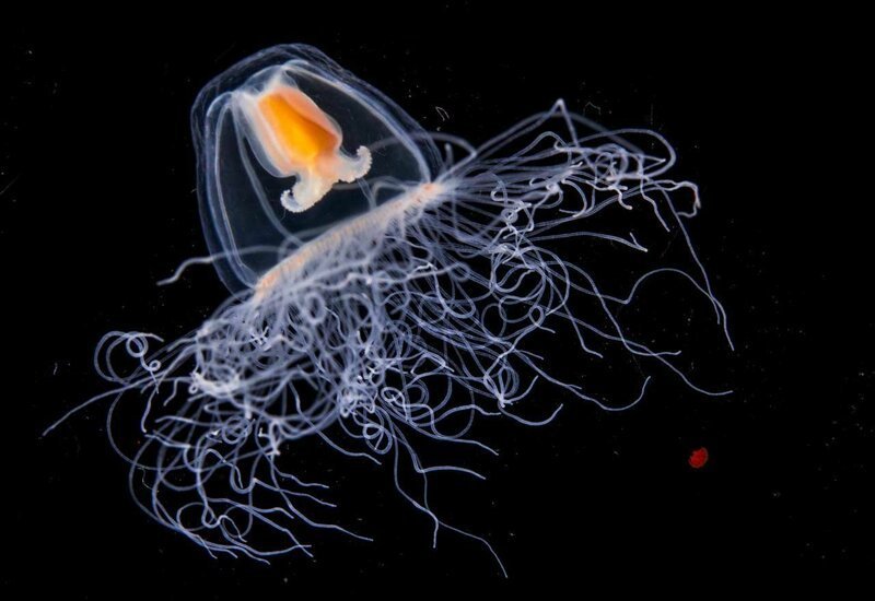 7. Медуза вида Turritopsis dohrnii бессмертна