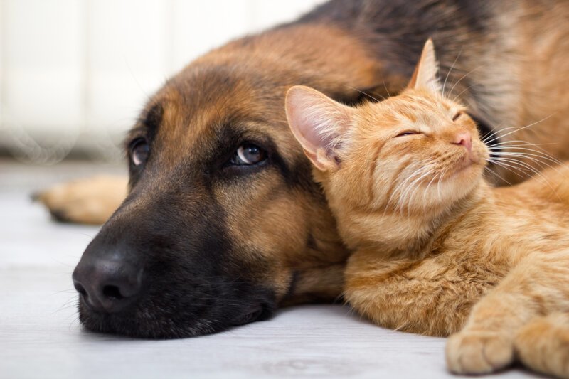 Почему собаки не переносят котов: причины и рекомендации