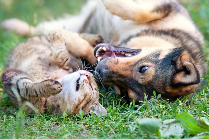 Основные причины взаимной нелюбви собак и кошек