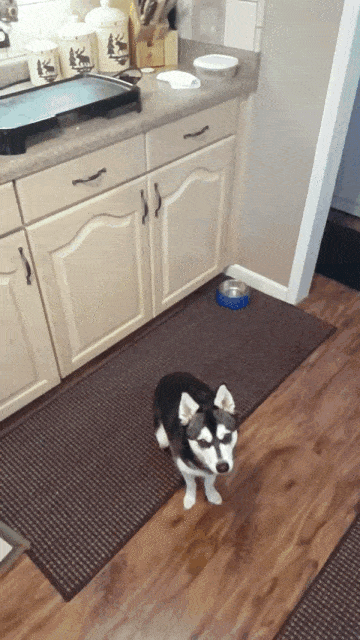 Ловец блинчиков