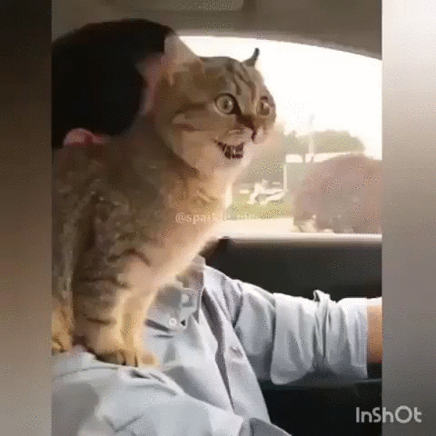 А как путешествует на машине ваш кот?
