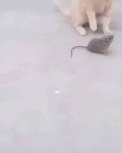 Что за глупая мышь